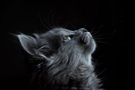 Adorable animals photo pack 3