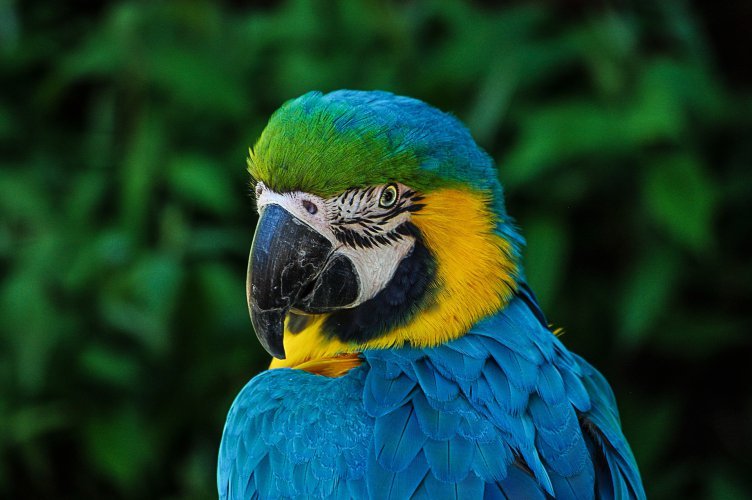 Adorable animals photo pack