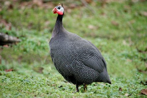 Guinea fowl ( Test Item )