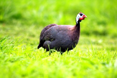 Guinea fowl ( Test Item )