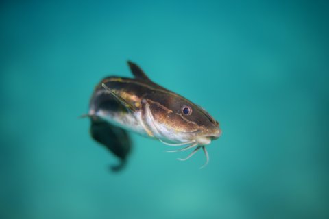 Cat fish 1