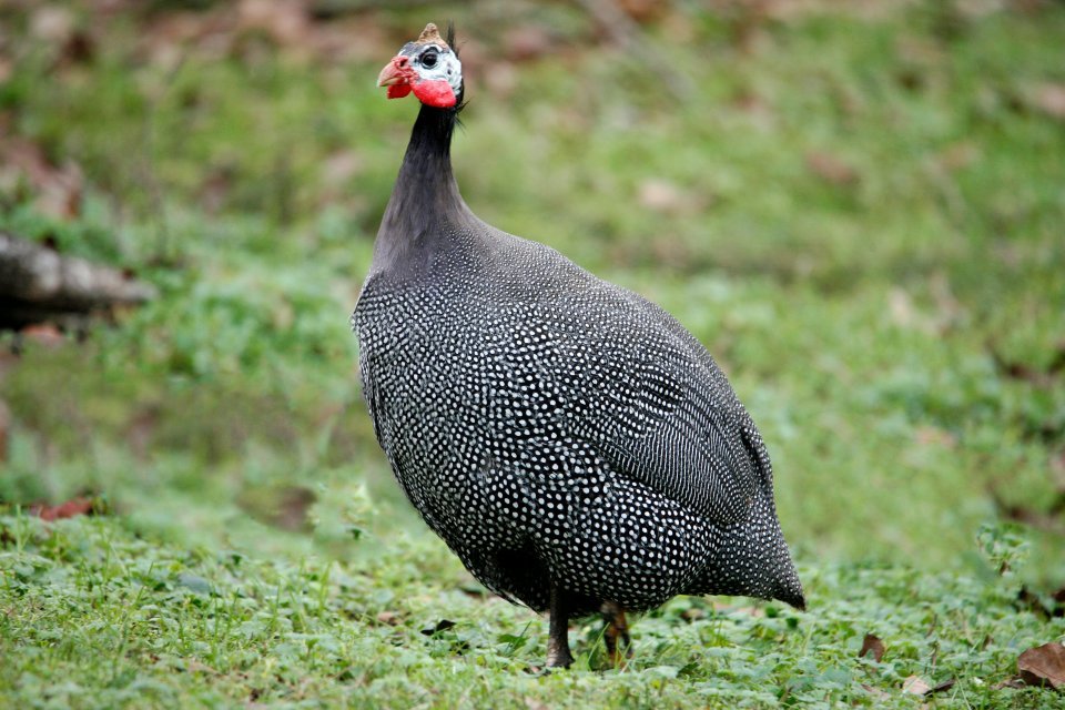 Guinea fowl ( Test Item )
