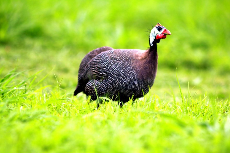 Guinea fowl ( Test Item )